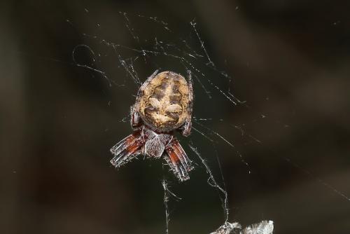 Réf. 335 922 : Larinioides patagiatus